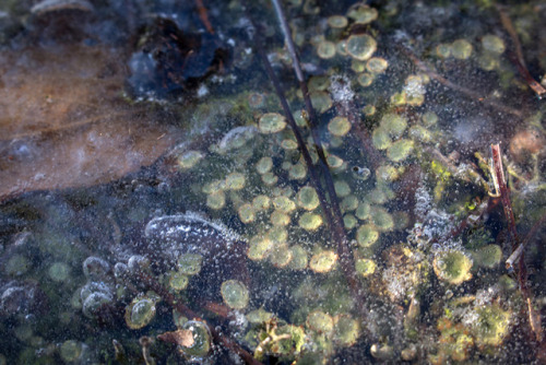 microcosmicobservations:Cladonia species and ice - 2/2018 at Mazomanie Oak Barrens, WisconsinFaceboo