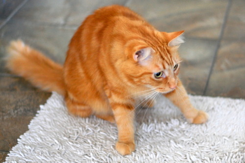 pabuthefirecat: Pabu the Goalie  Pabu’s goal is to catch all the treats!  