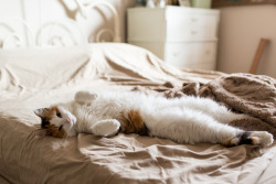 tipsyimperial:It’s an adorable photo set until you realize that this is exactly what the little shits do while you’re getting dressed to go to work.They love to rub it in.