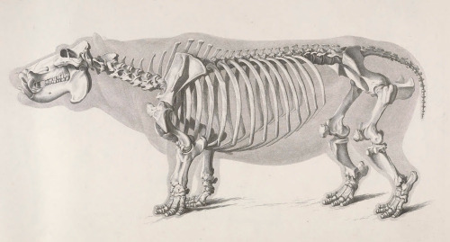 Die vergleichende Osteologie - 1821 - via Internet Archive 