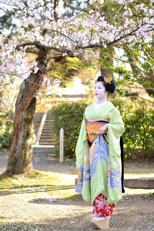 This coordinate owned by Tanmika okiya (Pontocho district) is for senior maiko, and has been wo