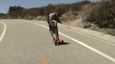 TUMBLRS BEST LOLS