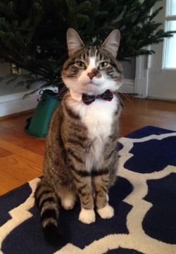 awwww-cute:  Pocket dressed up for Christmas this year