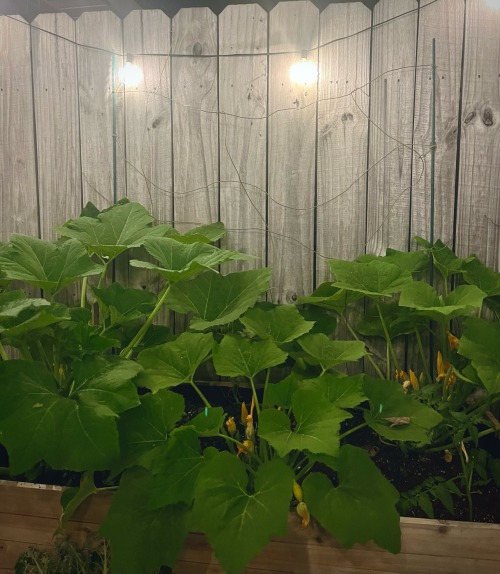 Garden Update!
