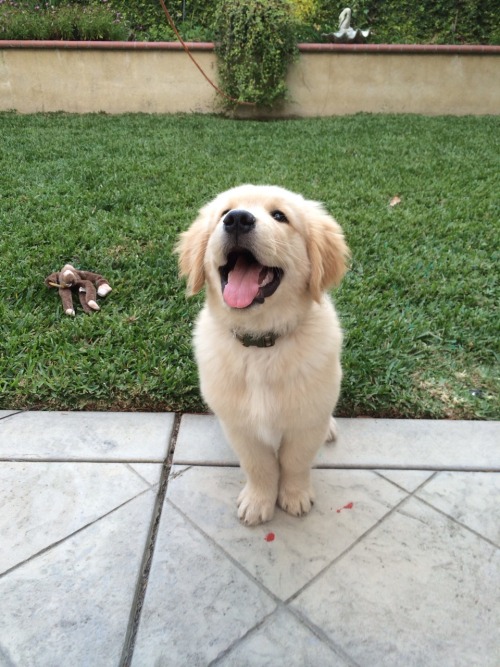 plixar:hes a happy puppy