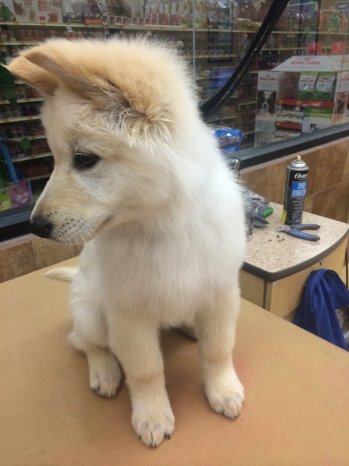 sarakobus:Had this cutie at work tonight. He just learned how to pick up his ears