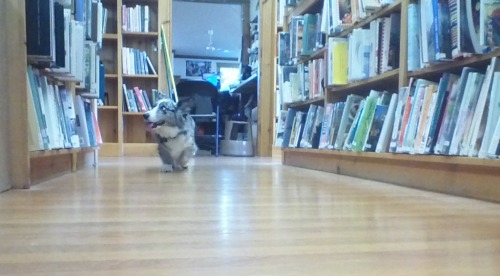 adorabledori:  Dori spent the day hanging out with her grandma at work at the library! She spent the bulk of her time being adorable, and researching how to be the best big sisfur ever. 4 days!!! 
