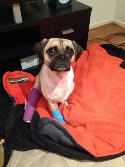 awwww-cute:  He was hit by a car 4 days ago. One amputated leg,