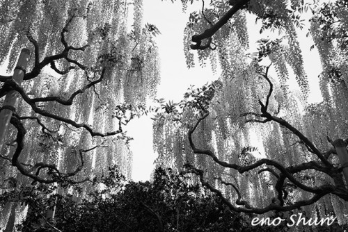 藤 (Wisteria floribunda) #1 / Tochigi , Japan© enoshun