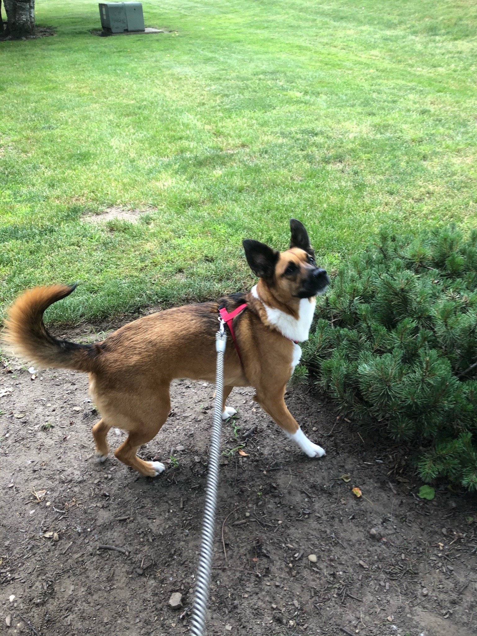 Freya spotted a pesky squirrel on one of adult photos