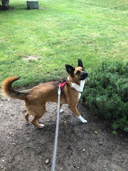 Freya spotted a pesky squirrel on one of our walks today, she’s always trying to