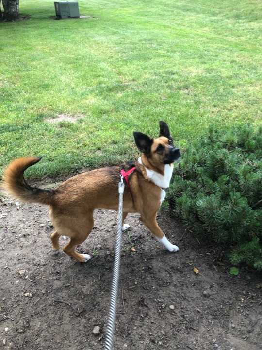 XXX Freya spotted a pesky squirrel on one of photo