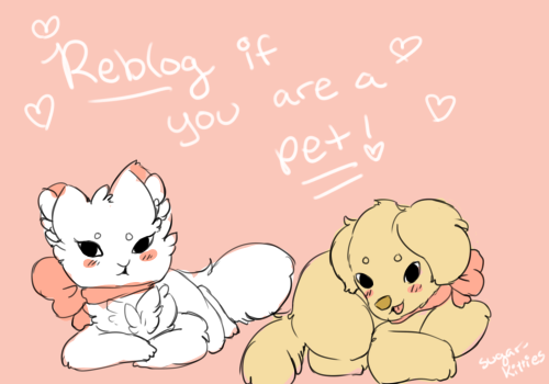 sugar-kitties:  i’d love to find more kittens and puppies to follow ! <3