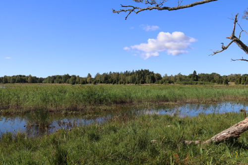 Värmlands Säby nature reserve, Sweden.
