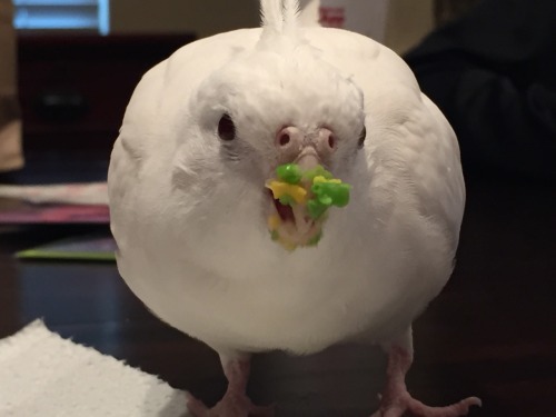 tieltavern: buddy-berry: buddy-berry: sweetiesugarbird: She round and she messy Excellent table mann