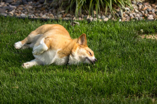 thefrogman:  otisthecorgi:  Otis thoroughly enjoying this patch of lawn.  If you love goofy dogs and you aren’t following Otis’s tumblr, you’re missing out.