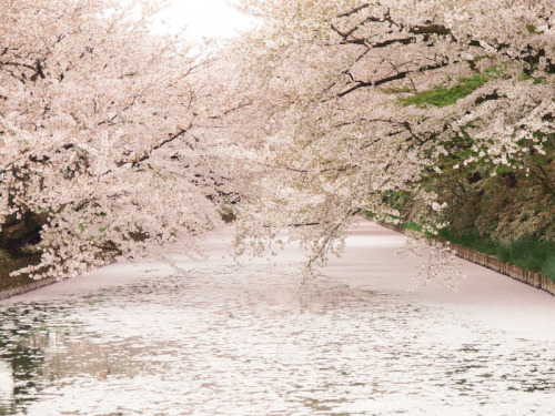 tokkeki: Fallen Cherry Blossom at Hirosaki Park