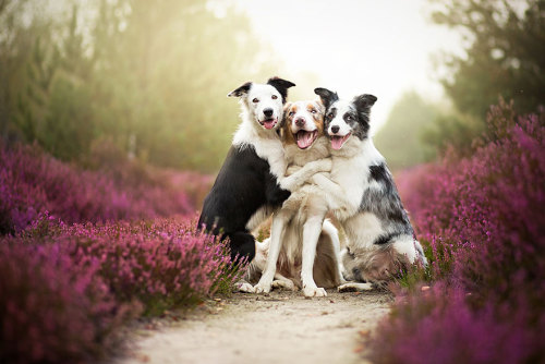 coffee-tea-and-sympathy:  Alicja Zmyslowska is a pet photographer based in Poland that takes incredibly vibrant and lively portraits of dogs for a living. 