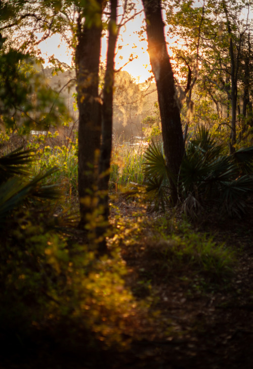 hueandeyephotography: Forest Light at the Edge of the Marshlands, Charleston, SC © Doug Hickok 