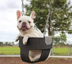 batpigandme:  They told me I couldn’t use the swing but I was too chunkster for them to pull me out sooo #️⃣TeamNoNeck wins again 🤘🏻 by mallowfrenchie http://ift.tt/1YsDfSF 
