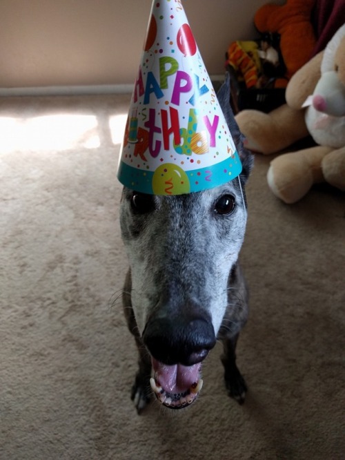 not-kelzack: k9kesi:10 years young ❤️  Awww