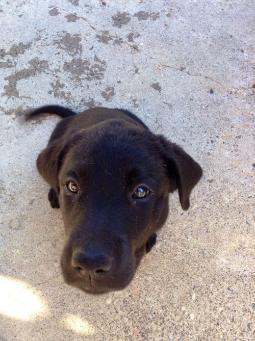 Lulu&rsquo;s pups from ECAD&rsquo;s most recent Puppy Cam litter are looking more adorable every day