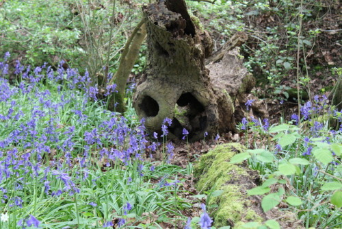 geopsych: rattystarlings: blue carpet I fall for those UK bluebell woods pictures every time.