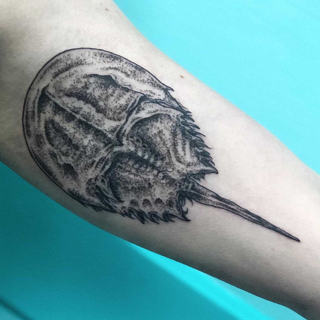 horseshoecrab in Tattoos  Search in 13M Tattoos Now  Tattoodo