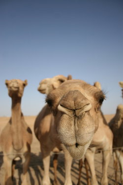 jaws-and-claws:  Camel by *Vesperana 