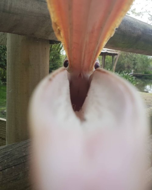 blurds:Pelican, trying to eat a phone