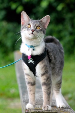 vet-and-wild:  Following my lengthy text post about why outdoor cats are bad, here’s a lengthy photo post of Garrus demonstrating one of the proper ways to take a cat outside. He is on leash in every single one of these pictures, even if you can’t