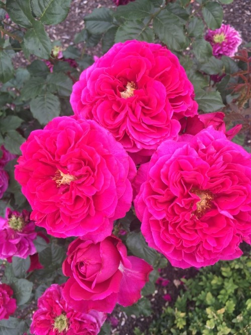 The beautiful roses from the Heritage Tree Farm