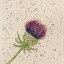 violetthistle1