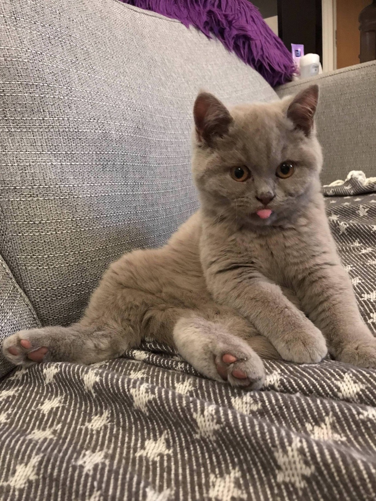 daily-blep:cute blep