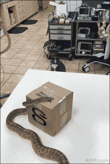 tumblr_pb1eenXDFO1tlb56zo1_400.gif
