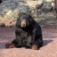 annoyedbearskull