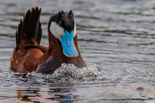 tinysaurus-rex: mind-if-i-scream:   todaysbird:   vampireapologist:   tavley:  beatlemeat:  can you believe how many species of ducks there are forever i thought there was only brown, white and green duck.   im a fan of this guy personally    Ruddy duck!