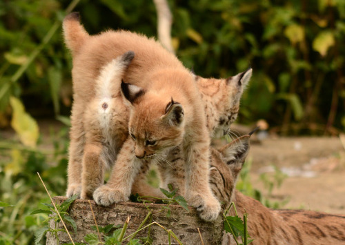 Lynx Cub Traffic Jam (by Ingrid Nicholls)