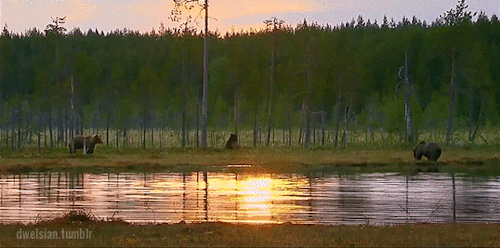 dwelsian:Nordic Wild: Reborn