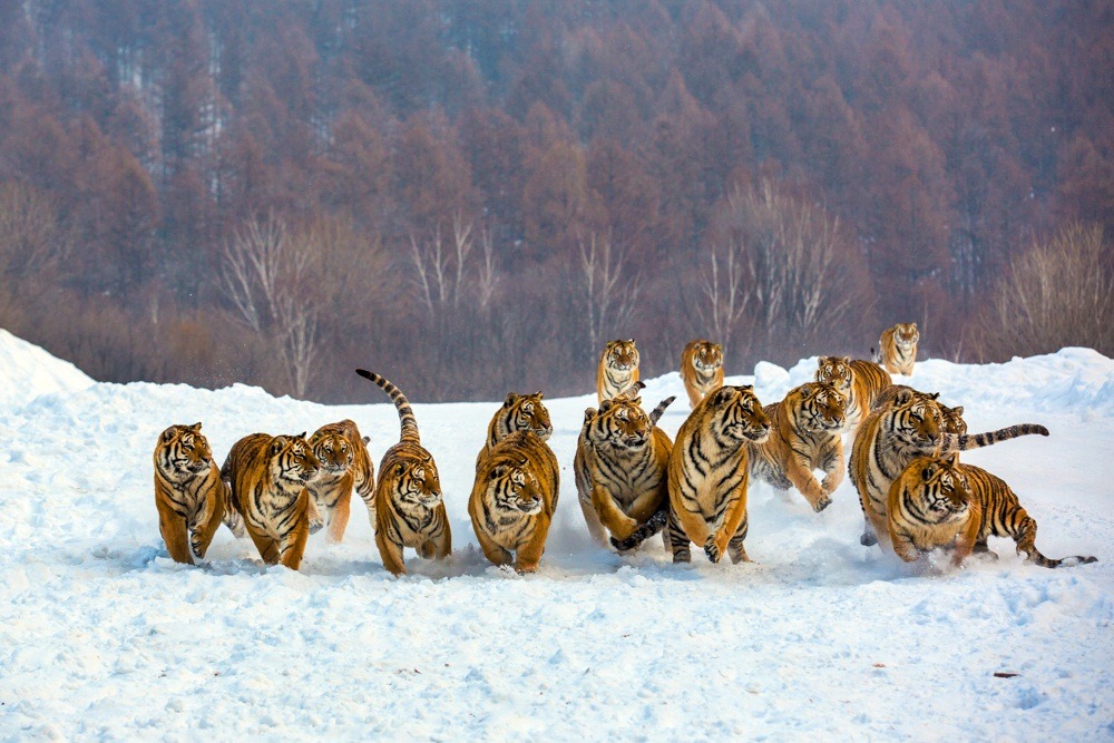 thecatspajama:Just some kitties playing in the snow. 