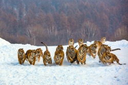 Thecatspajama:just Some Kitties Playing In The Snow. 