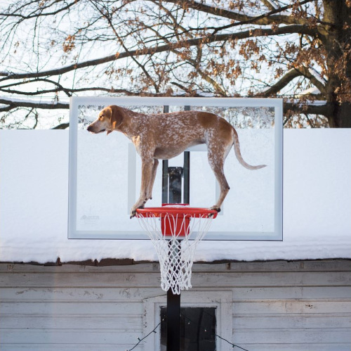 byct:  alegbra:  abstraire:  Maddie, The Coonhound  the most punk rock dog in the world  CUTEDOG 