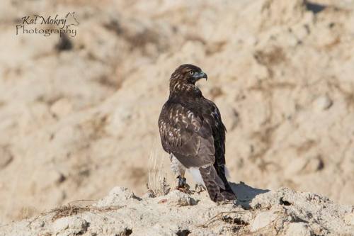 crazycritterlife:Juvenile red-tailed hawk in training. One rabbit under her belt so far. 