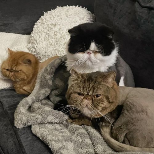 Name a sadder trio. I’ll wait.  . . . #walker #billy #boogie #lioncut #exoticshorthair #persia