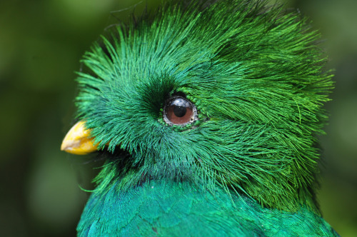 avianawareness:Resplendent Quetzals - The Rare Jewel Birds of the WorldThese splendidly plumaged bir