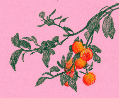 Orange Tree