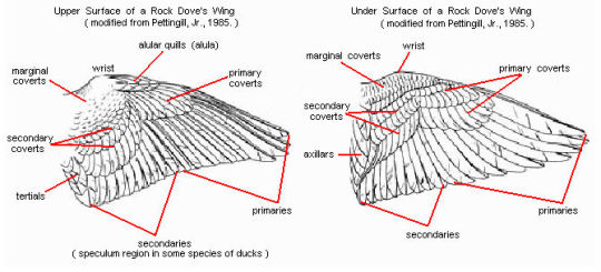 Multi-Wing Tutorial adult photos