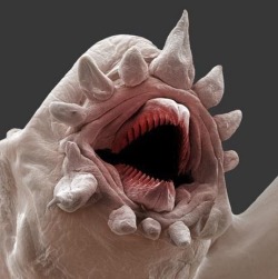 A monster? An alien? Nope, this is a macroscopic