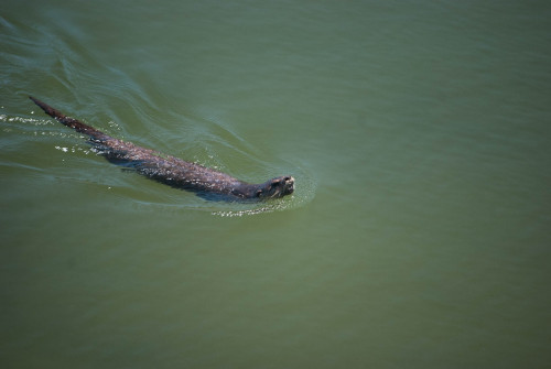 maggielovesotters: a wild otter swimming near the seawall in Stanley Park. He was absolutely gorgeou