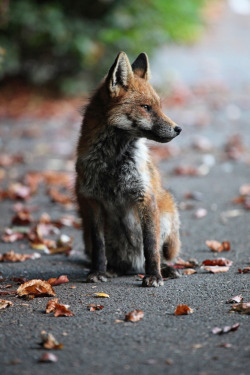 r2&ndash;d2:  Young Urban Fox by (Disorganised Photographer) 